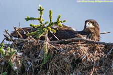 eaglet in nest