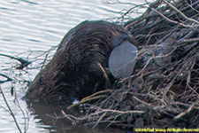 beaver