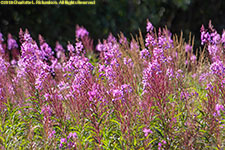 fireweed