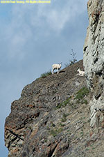 sheep on cliff