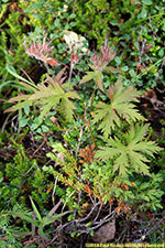 wild geranium