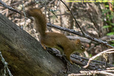 red squirrel