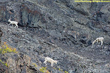 sheep on cliff