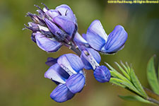 Nootka lupine