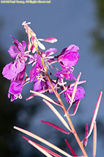 fireweed