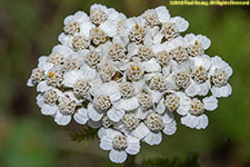 yarrow