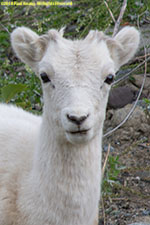 lamb portrait