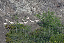 sheep on slope