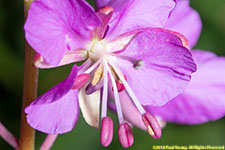 fireweed