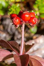 berries