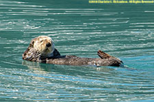 sea otter