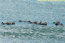 sea otters