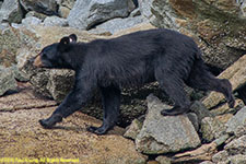 black bear