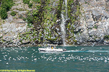 kittiwake colony