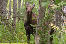 cow moose