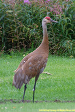 sandhill crane