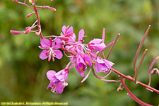 fireweed