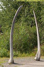 whale bones