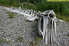 whale skeleton