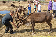 feeding reindeer