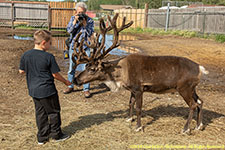 feeding reindeer