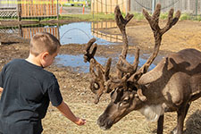 feeding reindeer