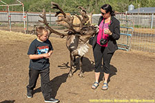 feeding reindeer