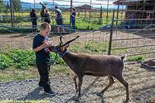 feeding reindeer