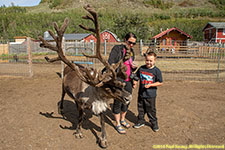 feeding reindeer