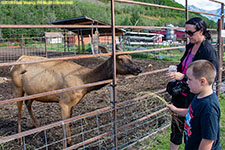 female elk