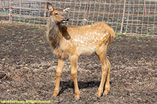 elk fawn