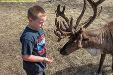 feeding reindeer