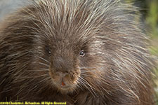 porcupine