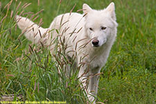 white wolf