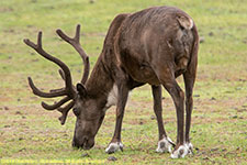 bull caribou