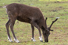 cow caribou