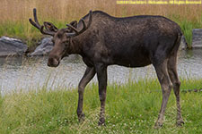 young bull moose