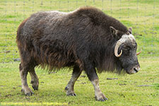 musk ox