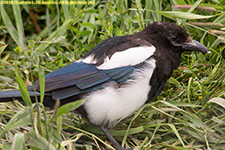 magpie