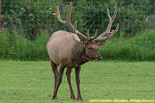 bull elk