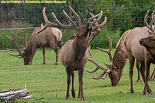 bull elks