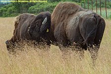 wood bison