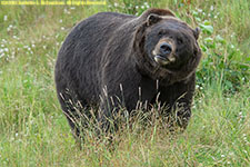 brown bear