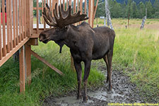 bull moose