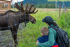 bull moose