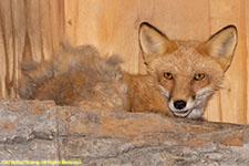 red fox