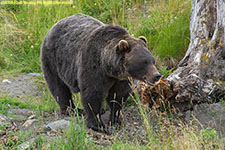 brown bear