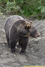 brown bear