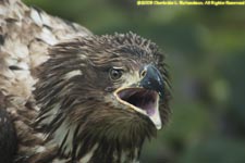 juvenile