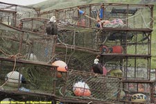 bald eagles on crab pots